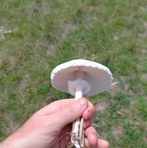 Macrolepiota dolichaula at Tarago, NSW - 7 Jan 2024