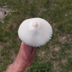 Macrolepiota dolichaula at Tarago, NSW - 7 Jan 2024