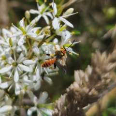Labium sp. (genus) (An Ichneumon wasp) at Captains Flat, NSW - 7 Jan 2024 by Csteele4