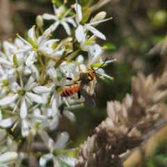 Labium sp. (genus) (An Ichneumon wasp) at QPRC LGA - 7 Jan 2024 by Csteele4