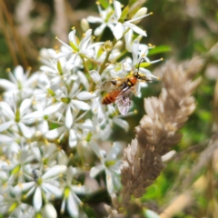 Labium sp. (genus) at QPRC LGA - 7 Jan 2024