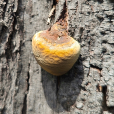 Ganoderma sp. (Ganoderma sp.) at Captains Flat, NSW - 7 Jan 2024 by Csteele4