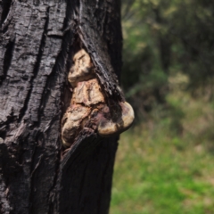 Ganoderma sp. at QPRC LGA - 7 Jan 2024