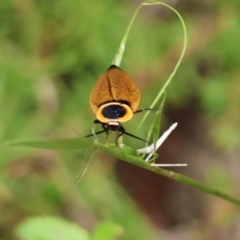 Ellipsidion australe (Austral Ellipsidion cockroach) at Moruya, NSW - 7 Jan 2024 by LisaH