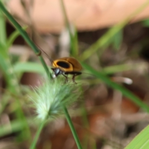 Ellipsidion australe at Moruya, NSW - 7 Jan 2024