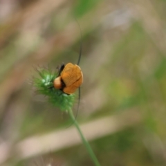 Ellipsidion australe at Moruya, NSW - 7 Jan 2024