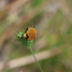 Ellipsidion australe at Moruya, NSW - suppressed