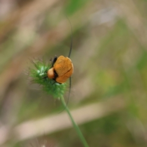 Ellipsidion australe at Moruya, NSW - 7 Jan 2024