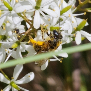 Lasioglossum (Chilalictus) sp. (genus & subgenus) at QPRC LGA - 7 Jan 2024