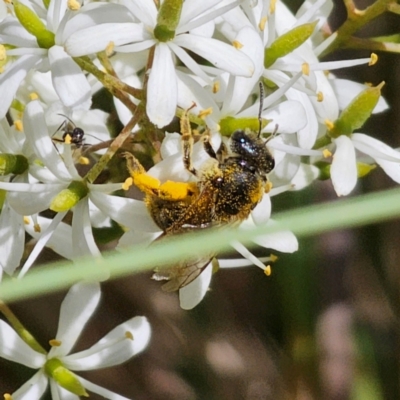 Lasioglossum (Chilalictus) sp. (genus & subgenus) (Halictid bee) at QPRC LGA - 7 Jan 2024 by Csteele4