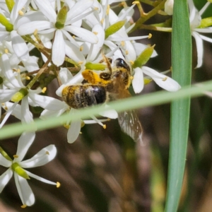 Lasioglossum (Chilalictus) sp. (genus & subgenus) at QPRC LGA - 7 Jan 2024