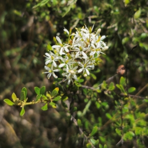 Bursaria spinosa subsp. lasiophylla at QPRC LGA - 7 Jan 2024