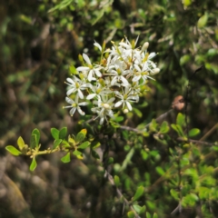Bursaria spinosa subsp. lasiophylla (Australian Blackthorn) at Captains Flat, NSW - 7 Jan 2024 by Csteele4