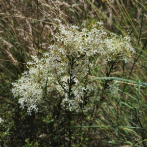 Bursaria spinosa subsp. lasiophylla at QPRC LGA - 7 Jan 2024