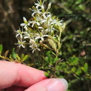 Bursaria spinosa subsp. lasiophylla at QPRC LGA - 7 Jan 2024