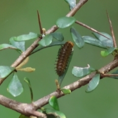 Unidentified Beetle (Coleoptera) at Broulee Moruya Nature Observation Area - 7 Jan 2024 by LisaH