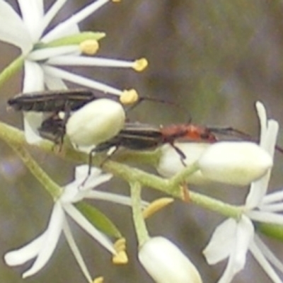 Syllitus sp. (genus) (Syllitus longhorn beetle) at Mount Taylor NR (MTN) - 7 Jan 2024 by MichaelMulvaney