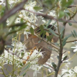 Heteronympha merope at Mount Taylor NR (MTN) - 7 Jan 2024