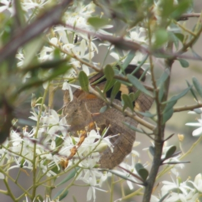 Heteronympha merope (Common Brown Butterfly) at Mount Taylor NR (MTN) - 7 Jan 2024 by MichaelMulvaney