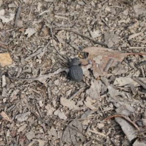 Nyctozoilus reticulatus at Black Mountain - 7 Jan 2024 08:16 AM