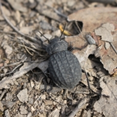 Nyctozoilus reticulatus at Black Mountain - 7 Jan 2024 08:16 AM