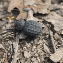 Nyctozoilus reticulatus at Black Mountain - 7 Jan 2024 08:16 AM