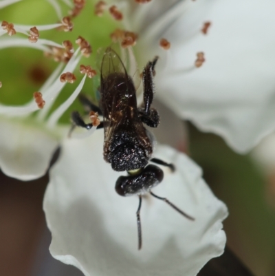 Tetragonula carbonaria (Stingless bee) at Moruya, NSW - 6 Jan 2024 by LisaH