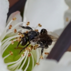 Tetragonula carbonaria (Stingless bee) at Moruya, NSW - 7 Jan 2024 by LisaH