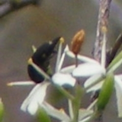 Mordellidae (family) (Unidentified pintail or tumbling flower beetle) at Kambah, ACT - 7 Jan 2024 by MichaelMulvaney