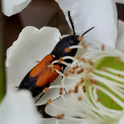Anilicus xanthomus (A click beetle) at Moruya, NSW - 7 Jan 2024 by LisaH