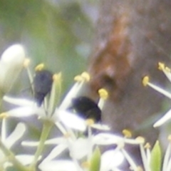 Mordellidae (family) (Unidentified pintail or tumbling flower beetle) at Mount Taylor - 7 Jan 2024 by MichaelMulvaney