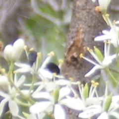 Mordellidae (family) at Mount Taylor NR (MTN) - 7 Jan 2024