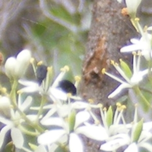 Mordellidae (family) at Mount Taylor NR (MTN) - 7 Jan 2024