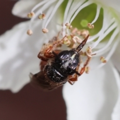 Exoneura sp. (genus) (A reed bee) at Moruya, NSW - 7 Jan 2024 by LisaH