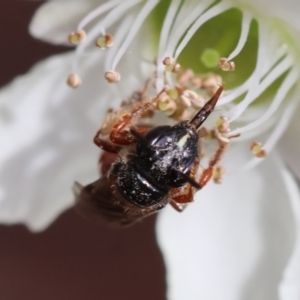 Exoneura sp. (genus) at Moruya, NSW - suppressed