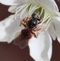 Exoneura sp. (genus) at Moruya, NSW - suppressed