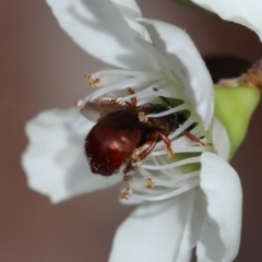 Exoneura sp. (genus) at Moruya, NSW - 7 Jan 2024