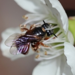 Exoneura sp. (genus) at Moruya, NSW - 7 Jan 2024