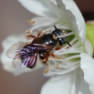 Exoneura sp. (genus) at Moruya, NSW - 7 Jan 2024