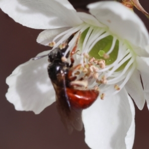 Exoneura sp. (genus) at Moruya, NSW - suppressed