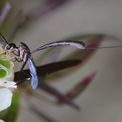 Unidentified Wasp (Hymenoptera, Apocrita) at Broulee Moruya Nature Observation Area - 7 Jan 2024 by LisaH