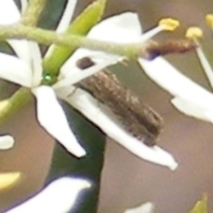 Olethreutinae (subfamily) (Unidentified leaf roller) at Mount Taylor NR (MTN) - 7 Jan 2024 by MichaelMulvaney