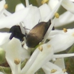 Mordellidae (family) (Unidentified pintail or tumbling flower beetle) at Mount Taylor NR (MTN) - 7 Jan 2024 by MichaelMulvaney