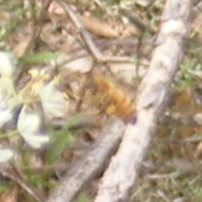 Apis mellifera (European honey bee) at Mount Taylor NR (MTN) - 7 Jan 2024 by MichaelMulvaney