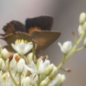 Paralucia pyrodiscus at Mount Taylor NR (MTN) - 7 Jan 2024