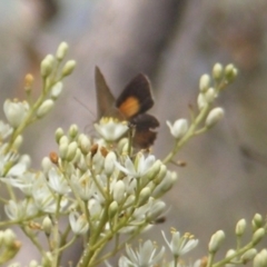 Paralucia pyrodiscus at Mount Taylor NR (MTN) - 7 Jan 2024