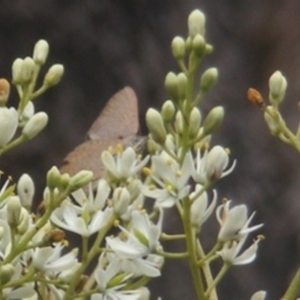 Paralucia pyrodiscus at Mount Taylor NR (MTN) - 7 Jan 2024