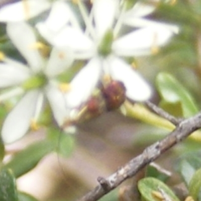 Nemophora sparsella (An Adelid Moth) at Mount Taylor NR (MTN) - 7 Jan 2024 by MichaelMulvaney