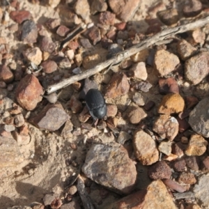 Celibe limbata at Yarralumla, ACT - 7 Jan 2024