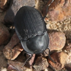 Celibe limbata at Yarralumla, ACT - 7 Jan 2024 07:48 AM